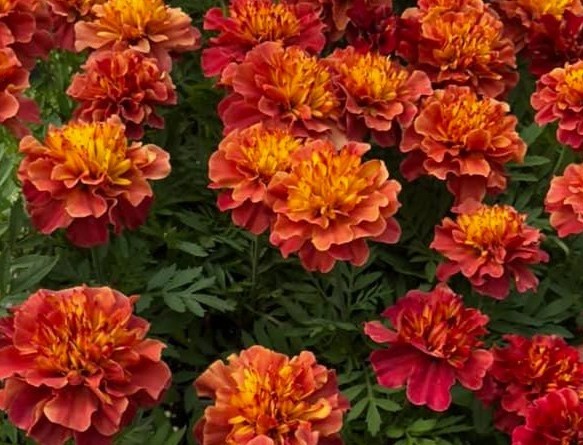 Greenhouse-Strawberry-Blonde-Marigold1