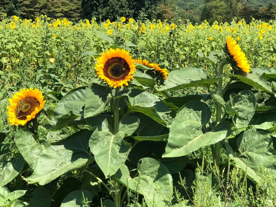 Sunflower